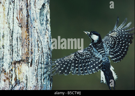 Red-cockaded Woodpecker Picoides borealis adult landing at nesting cavity Wake County North Carolina USA Stock Photo