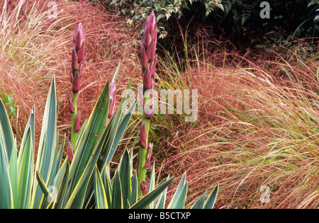 Yucca gloriosa 'Variegata' Stipa tenuissima grasses garden design border Autumn colour plants flowers structural Stock Photo