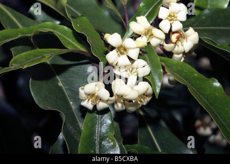 Sweet Pittosporum/Victorian Box- Pittosporum undulatum- Family Pittosporaceae Stock Photo