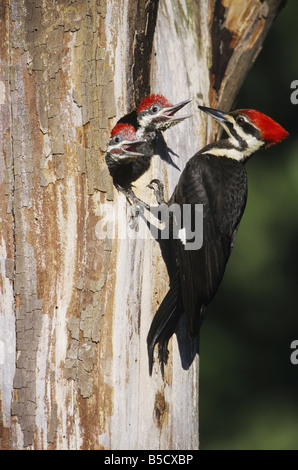 Pileated Woodpecker Dryocopus pileatus female feeding young in cavity Neuse River Raleigh Wake County North Carolina USA Stock Photo