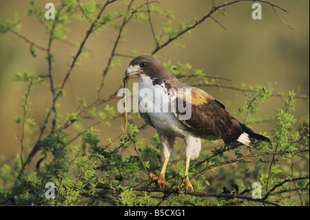White-tailed Hawk Buteo albicaudatus adult with skink prey in Huisache tree Rio Grande Valley Texas USA Stock Photo