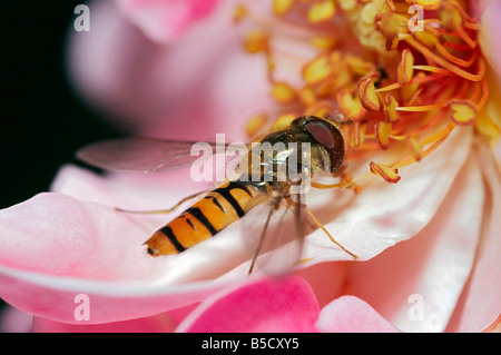 Close-up of the syrphid fly on the flower Stock Photo