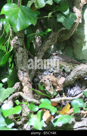 SPOTTED FLYCATCHER Muscicapa striata BROODING YOUNGSTERS IN NEST SIDE VIEW Stock Photo