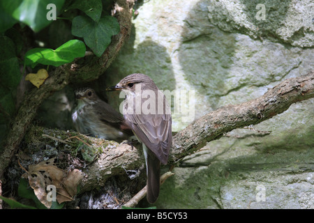 SPOTTED FLYCATCHER Muscicapa striata PAIR AT NEST Stock Photo