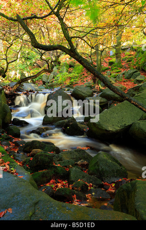 Burbage Brook flowing through Padley Gorge near Grindleford Derbyshire England UK Stock Photo