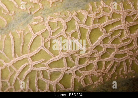 skin of ripe european cantaloupe melon Stock Photo