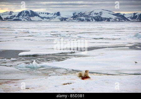 Polar Bear with seal bones in arctic scenery Stock Photo