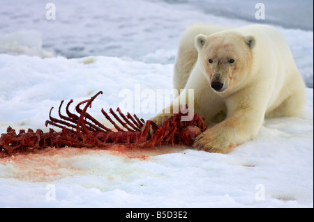 Polar Bear with seal bones Stock Photo