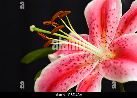 A close-up shot of a single pink stargazer lily, clearly showing stamens and anthers, taken against a black background. Stock Photo