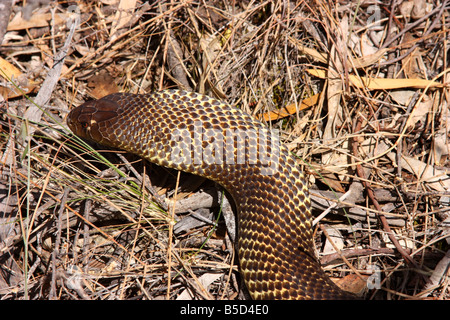 a king brown snake ready to strike on the eyre peninsula with high resolution photography Stock Photo