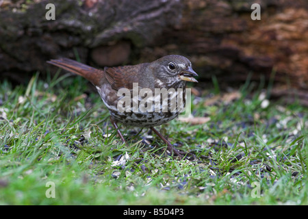 Fox Sparrow Passerella iliaca feeding on seeds on ground in Saanich Victoria Vancouver Island BC in April Stock Photo