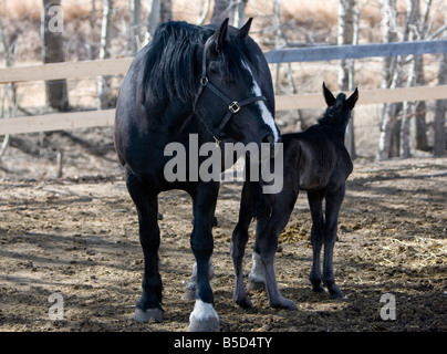 Percheron mare with foal at her side standing in a barn yard. Stock Photo