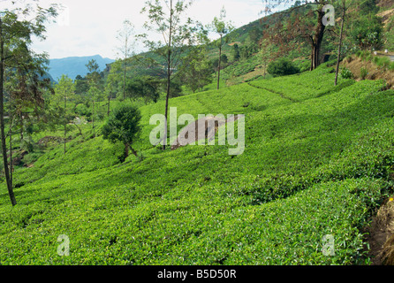 Tea plantations Nuwara Eliya area Sri Lanka Asia Stock Photo