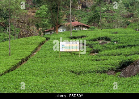 Tea plantations Nuwara Eliya area Sri Lanka Asia Stock Photo