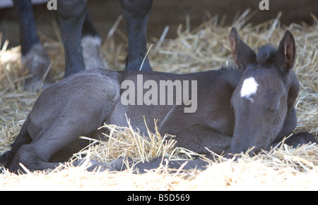 Sleeping percheron foal bathed in sunlight. Stock Photo