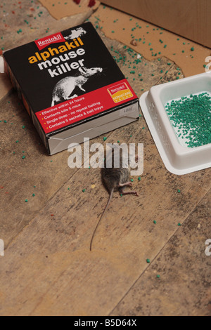 'field mouse' mouse 'house mouse' rentokil rentokill vermin poison dead killed Stock Photo