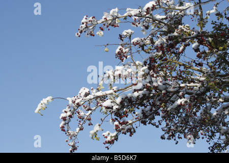 Red berries on a branch of a snow covered hawthorn bush Stock Photo