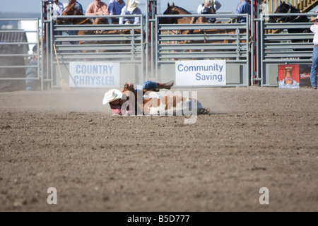 A cowboy wrestling down a calf during the steer wrestling or bulldogging competition at a rodeo. Stock Photo