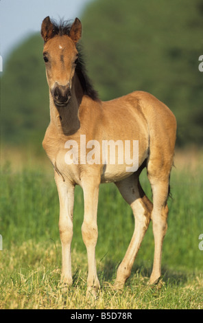 Paso Fino (Equus caballus), foal standing on a meadow Stock Photo
