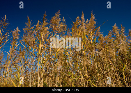 Common reed Phragmites australis in autumn Stock Photo