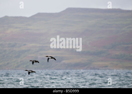 Three red-breasted Merganser ducks in flight over sea along the Gruline coast off the Isle of Mull, Scotland Stock Photo