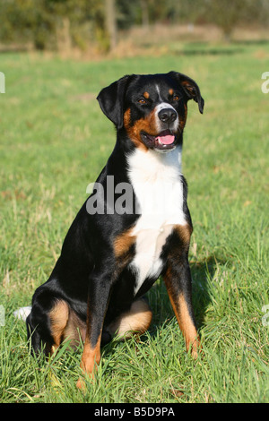 Appenzell Mountain Dog Stock Photo
