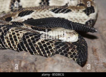 A close up face of a timber rattlesnake with the rattle next to it Stock Photo
