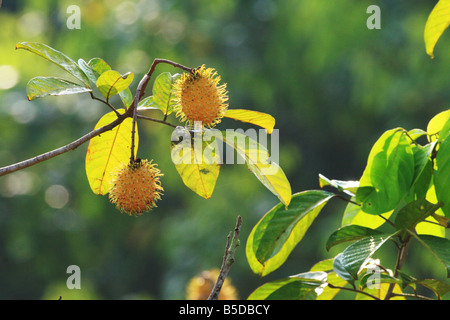 Rambutan The local fruit of Malaysia Stock Photo