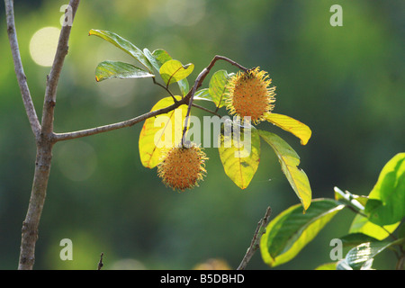 Rambutan The local fruit of Malaysia Stock Photo