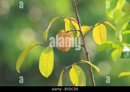 Rambutan The local fruit of Malaysia Stock Photo