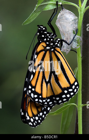 Chrysalis of a butterfly hanging on a plant stem Stock Photo - Alamy