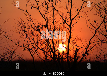 Silhouetted tree against sunset - Kruger National Park, South Africa Stock Photo