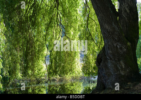 backlit view of williow tree Stock Photo