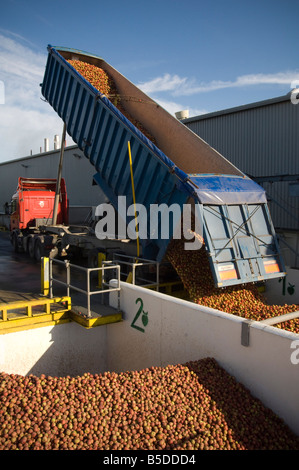 Unloading trailer of machine harvested cider apples into receiving hopper at Thatchers Cider Orchard Sandford Somerset England Stock Photo