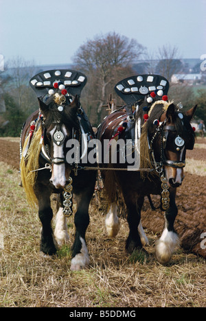 Decorated shire horses pulling a plough in Cornwall, England, Europe Stock Photo