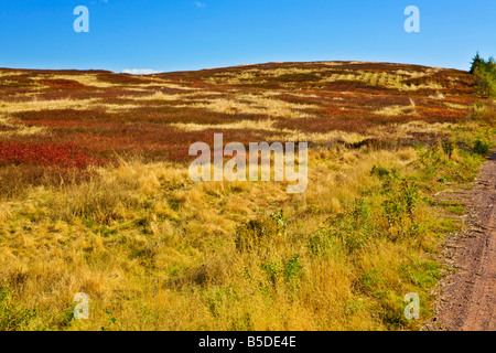 Wild Blueberry Fields in Fall and Grass near Economy Nova Scotia Stock Photo