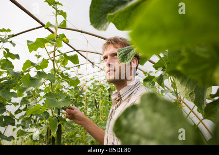 Man in greenhouse Stock Photo