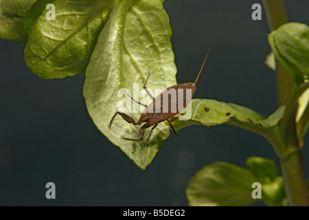 Water scorpion Nepa cinerea Midlands UK Stock Photo
