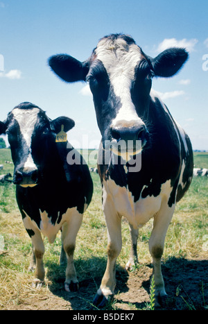 Curious Holstein cows in pasture. Stock Photo