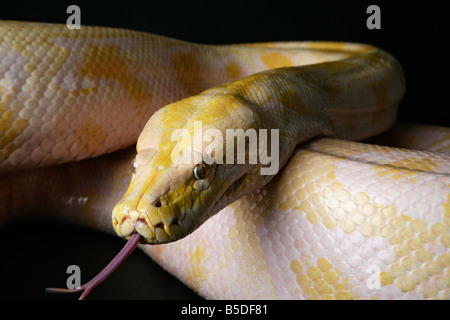 Male Albino Burmese Python snake on a black background Stock Photo