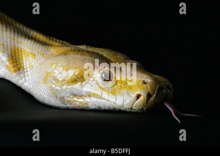Male Albino Burmese Python snake on a black background Stock Photo