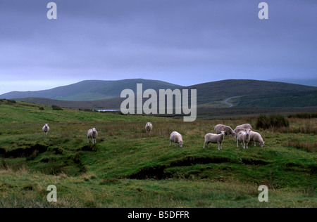 Shetland Rearing Sheep rearing is one of the main economic activities in Shetland ...