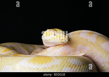 Male Albino Burmese Python snake on a black background Stock Photo