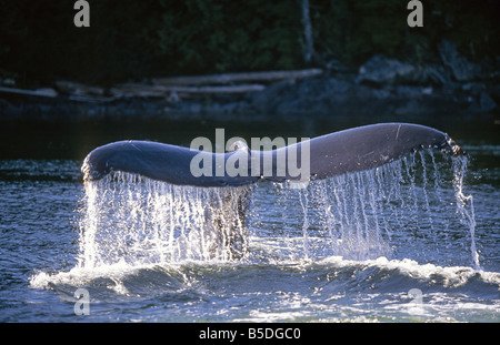 A giant humpback whale sounds dives as his tail slaps water in the Inside Passage in Western Alaska Stock Photo