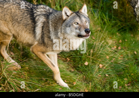 European Grey Wolf - Canis lupus lupus Stock Photo