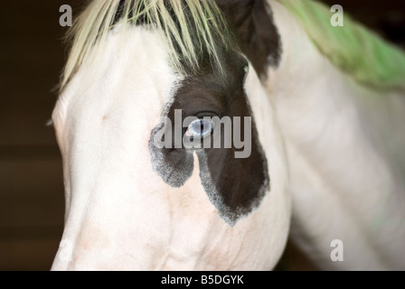 Close up of a blue eyed horse in a stable Stock Photo