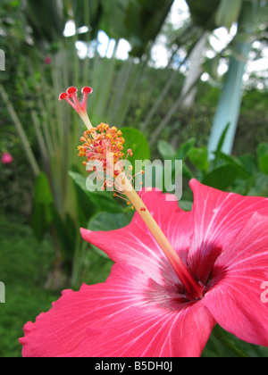 flower hibiscus close up The Genus Hibiscus comprises plants also commonly called hibiscus and less widely known as rosemallow Stock Photo