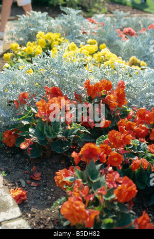 Begonias in a private garden Oxfordshire England United Kingdom Europe Stock Photo