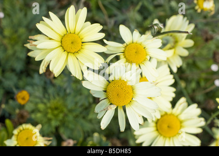 Anthemis Tinctoria or Yellow Chamomile Stock Photo