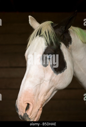 Blue eyed horse in a stable Stock Photo